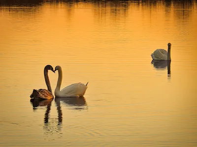 Que Reste-t-il de nos amours